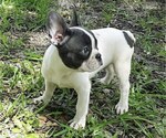Small Photo #4 French Bulldog Puppy For Sale in AVON PARK, FL, USA
