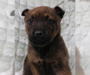 Mutt Dogs for adoption in Thief River Falls, MN, USA