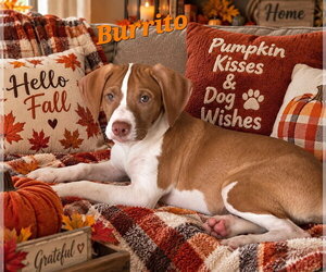 Burrito - Male American Pit Bull Terrier Dog for Adoption - Photo #3