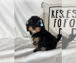 Small #1 Bernedoodle