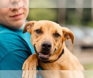 American Pit Bull Terrier-Unknown Mix Dogs for adoption in Forest, VA, USA