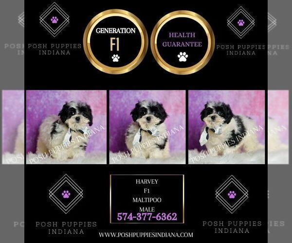 Medium Photo #72 Maltipoo (Miniature) Puppy For Sale in WARSAW, IN, USA