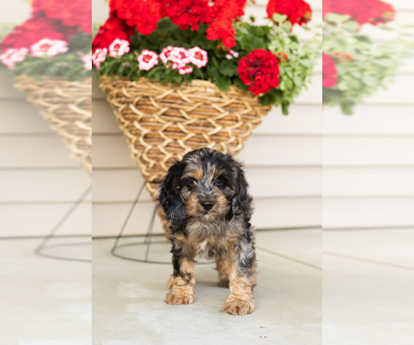 Medium Photo #4 Cocker Spaniel-Poodle (Miniature) Mix Puppy For Sale in MILLERSBURG, IN, USA