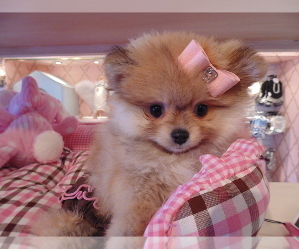 Medium Photo #13 Pomeranian Puppy For Sale in WEST PALM BEACH, FL, USA