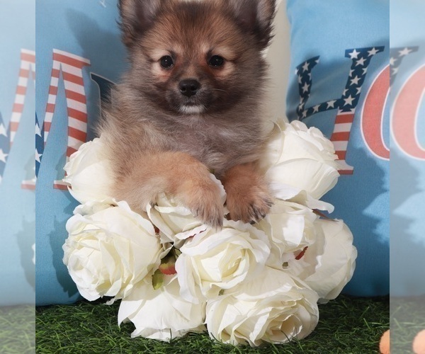 Medium Photo #2 Pomeranian Puppy For Sale in MOUNT VERNON, OH, USA