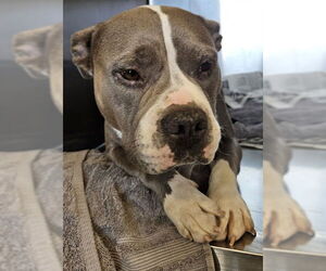 American Pit Bull Terrier Dogs for adoption in Downey, CA, USA
