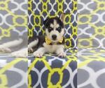 Small Photo #6 Siberian Husky Puppy For Sale in LANCASTER, PA, USA