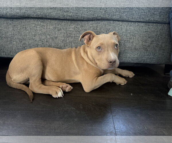 Medium Photo #3 American Pit Bull Terrier-American Staffordshire Terrier Mix Puppy For Sale in Phoenix, AZ, USA