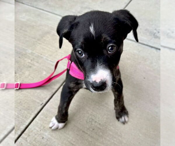 Medium Photo #10 American Staffordshire Terrier-Labrador Retriever Mix Puppy For Sale in San Juan Capistrano, CA, USA
