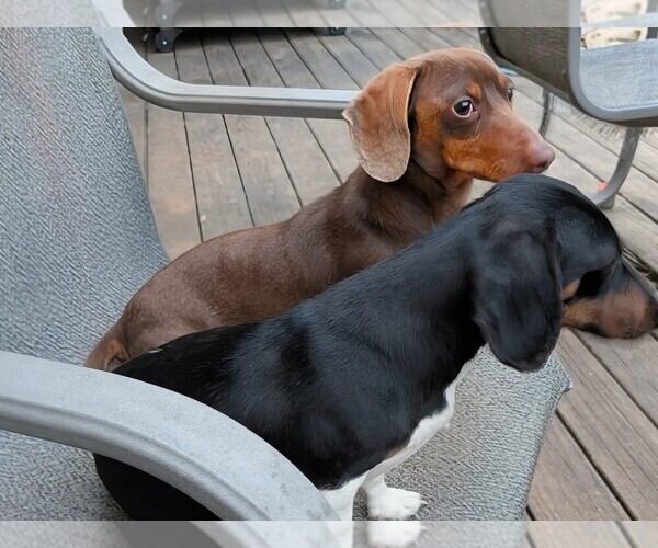 Medium Photo #1 Dachshund Puppy For Sale in REPUBLIC, MO, USA