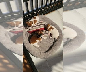 Jack Russell Terrier Puppy for sale in SCOTTSBURG, IN, USA