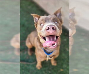 Mutt Dogs for adoption in Lakewood, CO, USA