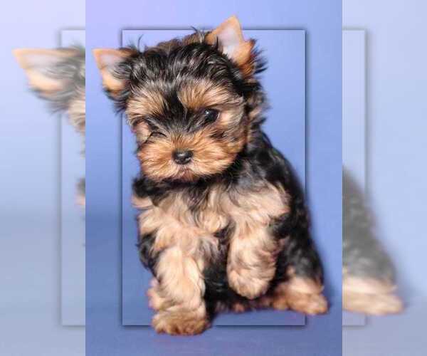 View Ad Yorkshire Terrier Puppy for Sale near Nebraska, OMAHA, USA