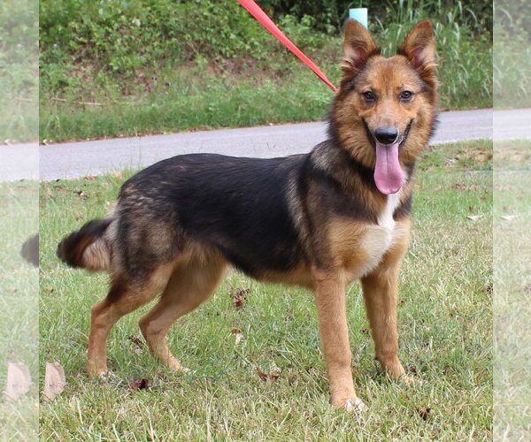 Medium Photo #2 German Shepherd Dog-Unknown Mix Puppy For Sale in Prattville, AL, USA