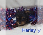Small #1 Yorkshire Terrier