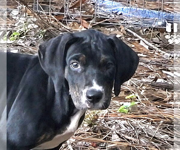 Medium Photo #1 Mutt Puppy For Sale in Royal Palm Beach, FL, USA