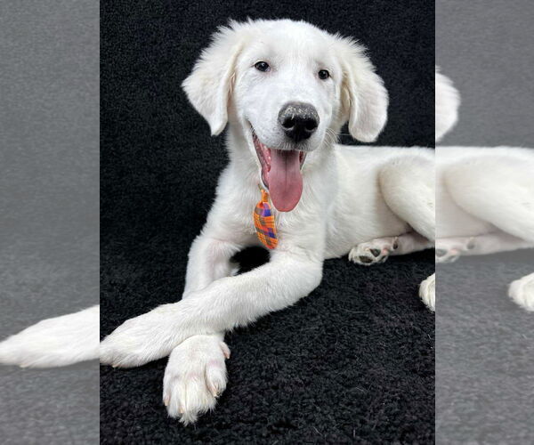 Medium Photo #6 Great Pyrenees-Unknown Mix Puppy For Sale in Grafton, WI, USA