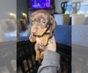 Dachshund Puppy for sale in NORFOLK, VA, USA