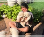 Small Photo #18 Alaskan Malamute Puppy For Sale in HENNESSEY, OK, USA