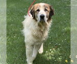 Small #3 Great Pyrenees