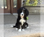 Small #2 Bernedoodle