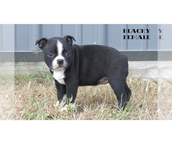 Medium Photo #4 Boston Terrier Puppy For Sale in CLARE, MI, USA