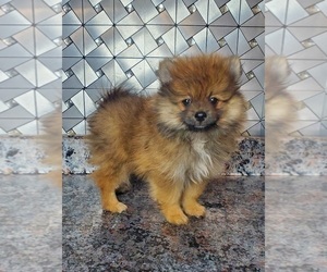 Pomeranian Puppy for sale in ELKHART, IN, USA
