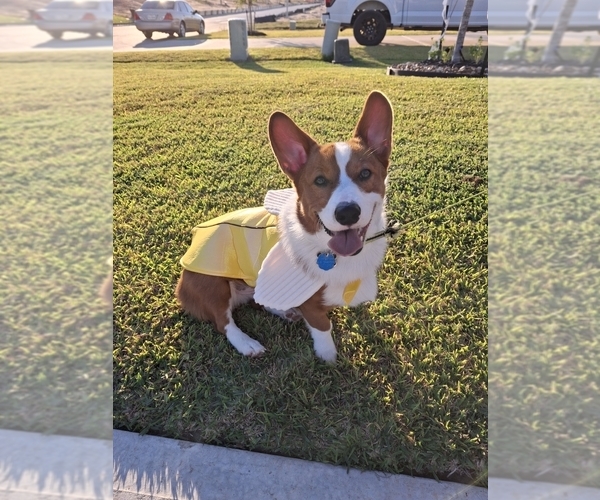 Medium Photo #1 Pembroke Welsh Corgi Puppy For Sale in MONTGOMERY, TX, USA