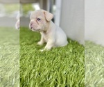 Small Photo #38 French Bulldog Puppy For Sale in ATHERTON, CA, USA