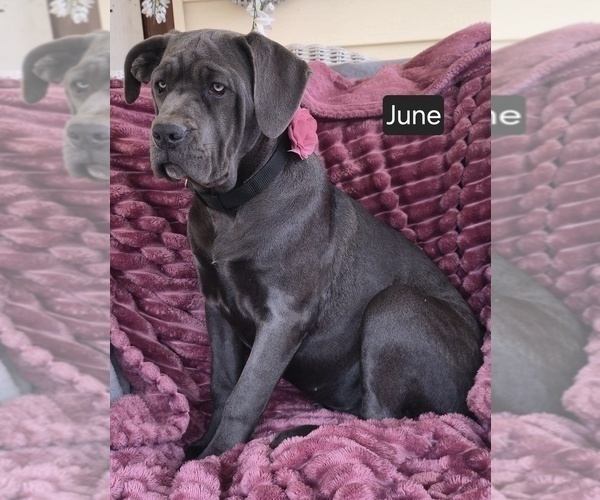 Medium Photo #1 Cane Corso Puppy For Sale in MINERAL WELLS, WV, USA