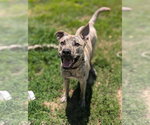 Small Photo #3 Gerberian Shepsky Puppy For Sale in White Bluff, TN, USA
