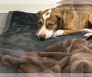 American Pit Bull Terrier Dogs for adoption in Ocala, FL, USA