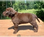 Small Photo #15 Labrador Retriever Puppy For Sale in STANLEY, WI, USA