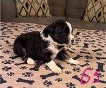 Small #4 Australian Shepherd