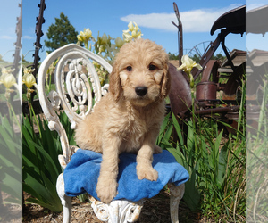 Goldendoodle Puppy for sale in PEYTON, CO, USA
