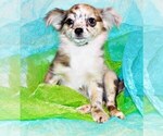 Puppy Emilio Chihuahua