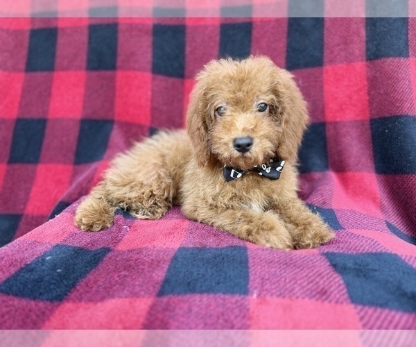 Medium Photo #1 Cock-A-Poo Puppy For Sale in LAKELAND, FL, USA