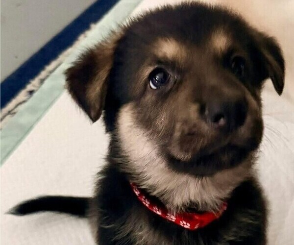 Medium Photo #1 German Shepherd Dog Puppy For Sale in ELIZABETHTOWN, NC, USA