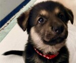 Small German Shepherd Dog