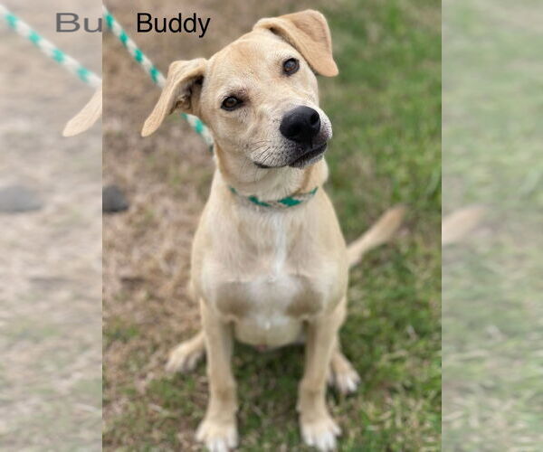 Medium Photo #1 Labrador Retriever-Unknown Mix Puppy For Sale in Oakhurst, NJ, USA