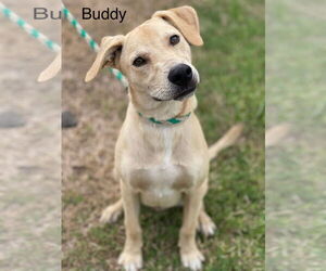 Labrador Retriever-Unknown Mix Dogs for adoption in Oakhurst, NJ, USA