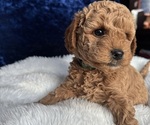 Small Photo #3 Goldendoodle (Miniature) Puppy For Sale in SAN FERNANDO, CA, USA