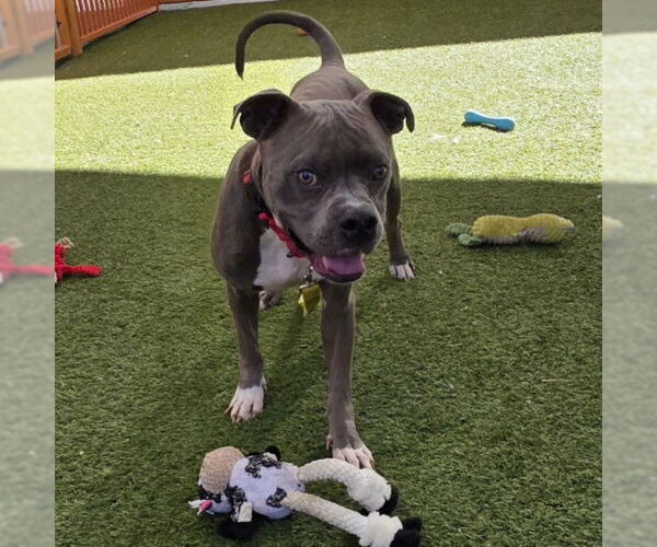 Medium Photo #1 Mutt Puppy For Sale in Las Vegas, NV, USA