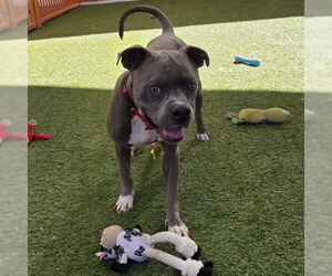 Mutt Dogs for adoption in Las Vegas, NV, USA