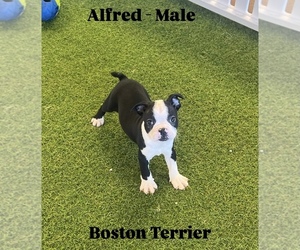 Boston Terrier Puppy for sale in BERKLEY, MI, USA