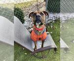 Small #1 Boxer Mix