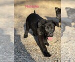 Puppy Natasha Blk Wid German Shepherd Dog