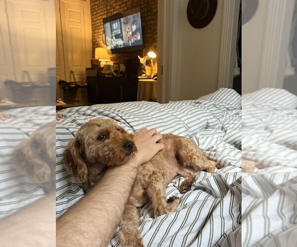 Medium Photo #3 Mutt Puppy For Sale in Brooklyn, NY, USA