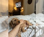 Small #2 Mutt