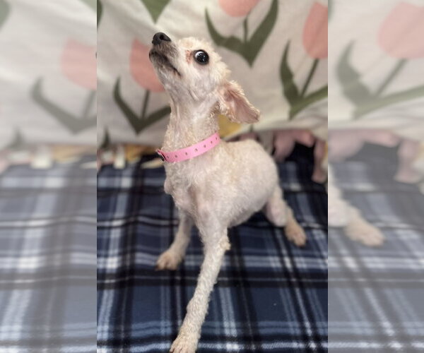 Medium Photo #3 Poodle (Toy)-Unknown Mix Puppy For Sale in Pacolet, SC, USA